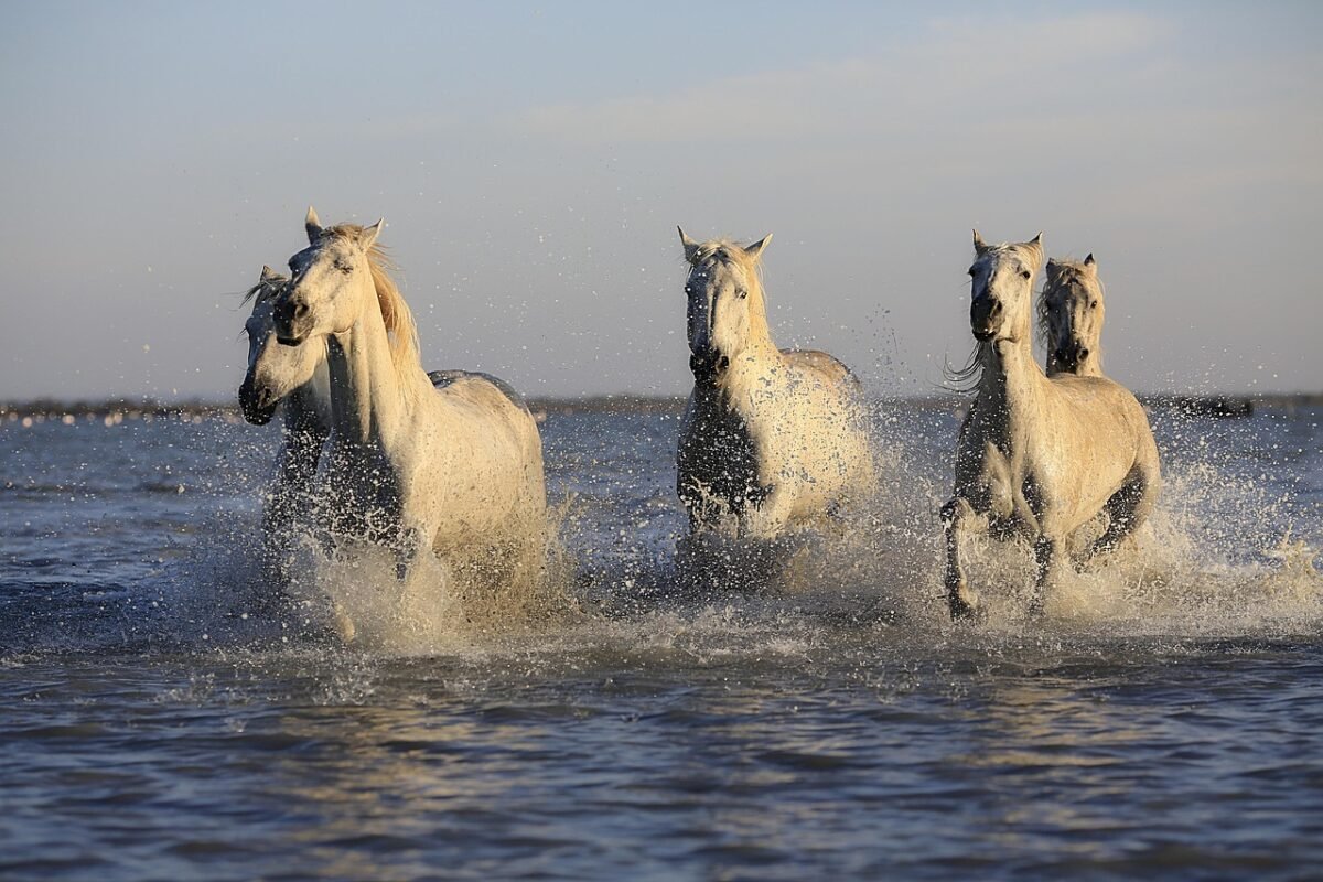 Stella McCartney leva Kylie Jenner a um lago com cavalo em curta de Gia Coppola